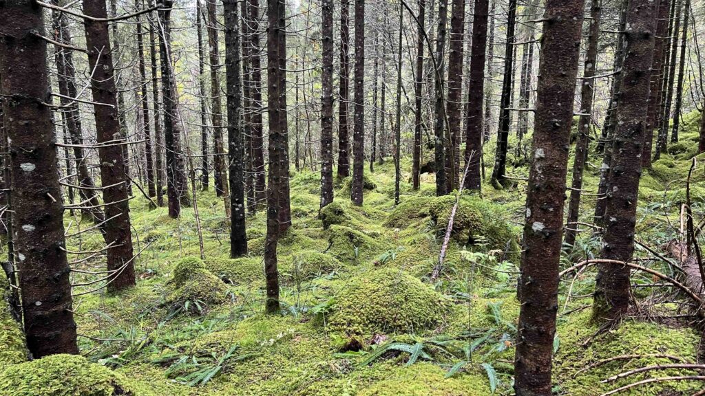 ichter norwegischer Wald bei Trollkirka mit moosbewachsenen Felsen, hohen Nadelbäumen und mystischer, nebliger Atmosphäre
